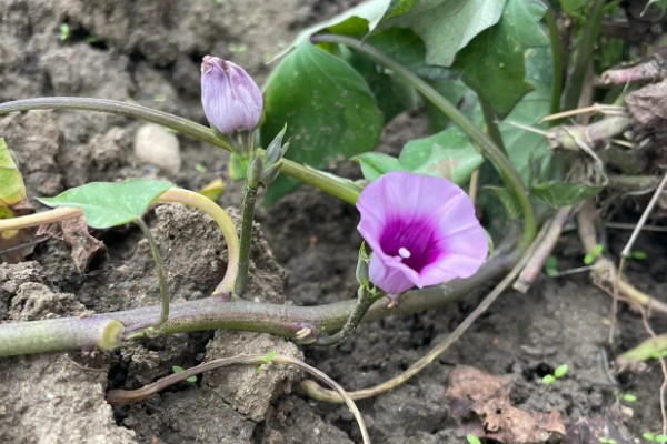 地瓜花怎么养殖,平时让土壤保持微微湿润