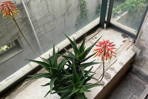 芦荟的象征，象征着洁身自爱、坚强不屈等