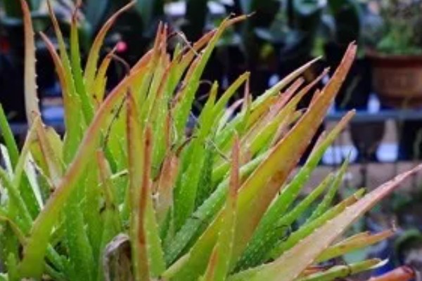 芦荟的象征，象征着洁身自爱、坚强不屈等