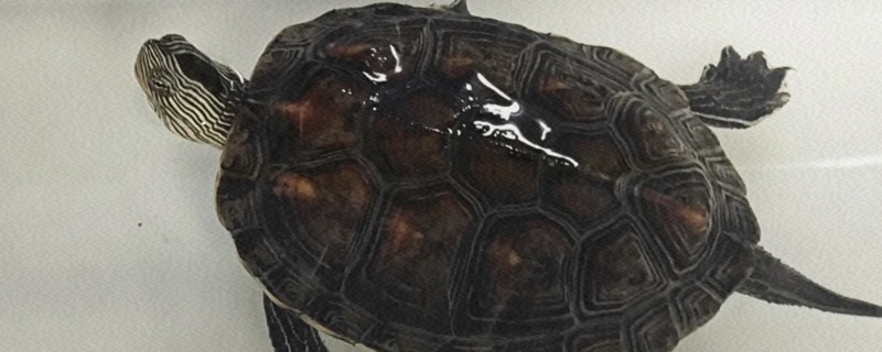 珍珠龟怎么进食，最好将食物直接放在水里