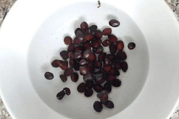西瓜怎样育苗,先用温水浸种