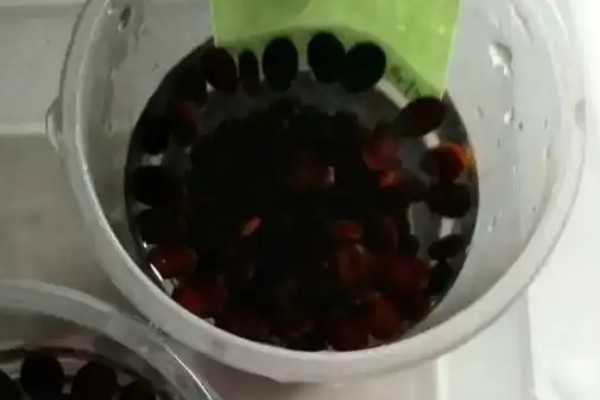 西瓜怎样育苗,先用温水浸种