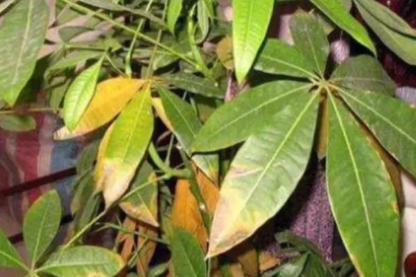 发财树叶子发黄的原因，可能是土壤不适所致