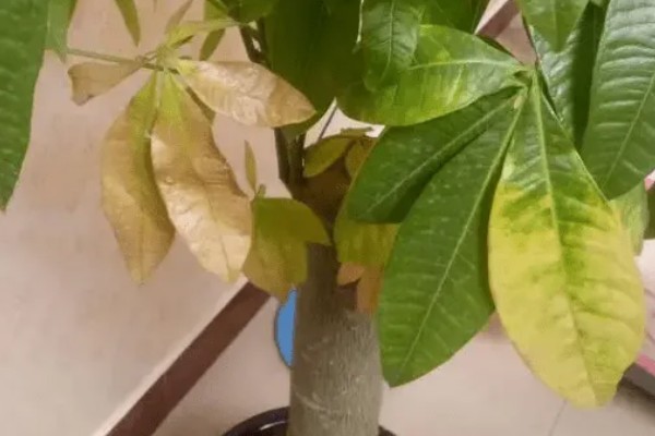 发财树叶子发黄的原因，可能是土壤不适所致