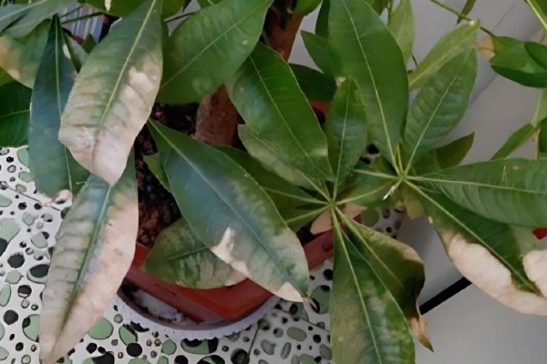发财树叶子发黄的原因，可能是土壤不适所致
