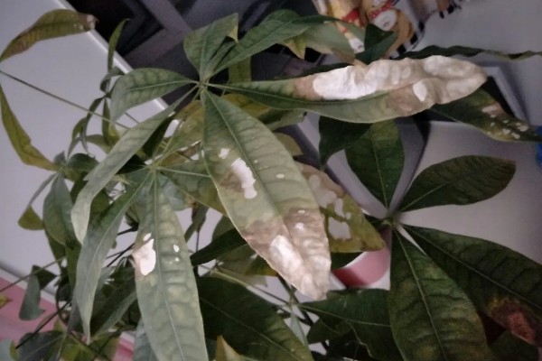 发财树叶子发黄的原因，可能是土壤不适所致