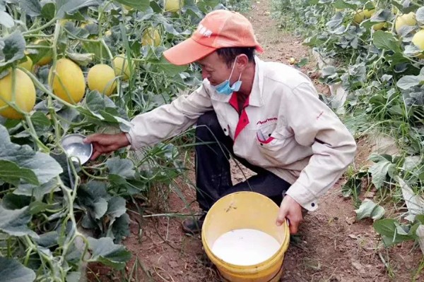 黄河蜜瓜的成熟时间,一般在5-6月份成熟