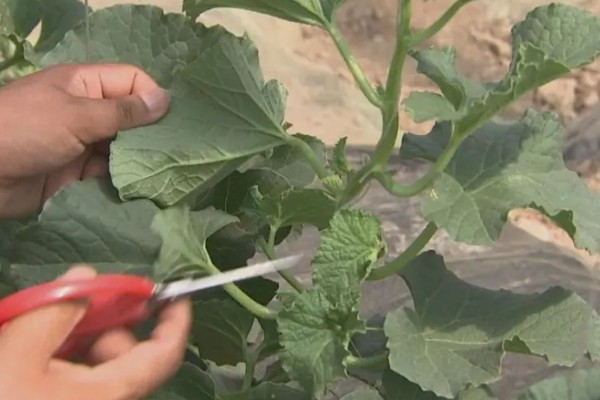 黄河蜜瓜的成熟时间,一般在5-6月份成熟
