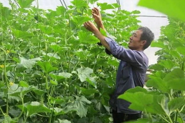 黄河蜜瓜的成熟时间,一般在5-6月份成熟