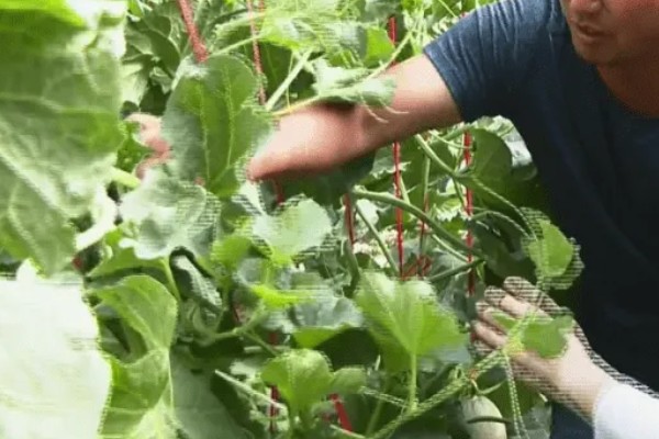 黄河蜜瓜的成熟时间,一般在5-6月份成熟