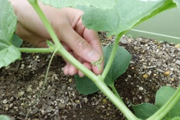黄河蜜瓜的成熟时间,一般在5-6月份成熟