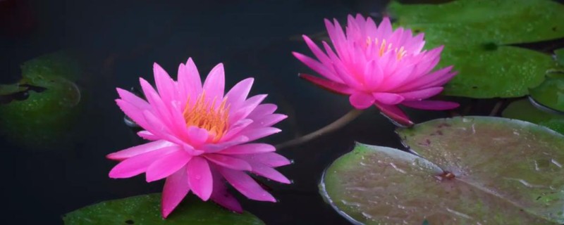 睡莲的花语，寓意纯真、圣洁等
