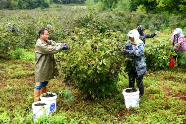 刺五加的种植注意事项,要经过催芽再播种