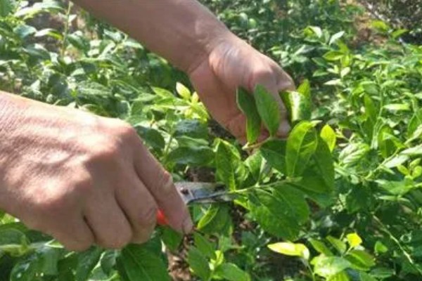 刺五加的种植注意事项,要经过催芽再播种