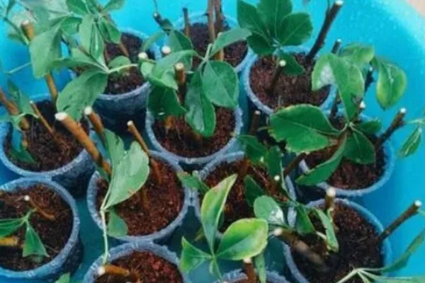 刺五加的种植注意事项,要经过催芽再播种