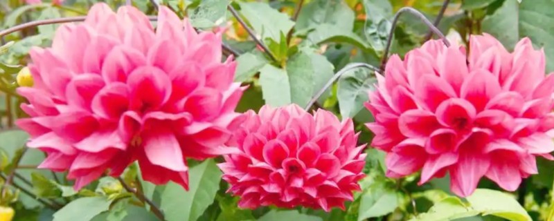 怎么养殖大丽花，生长期追施4-5次饼肥