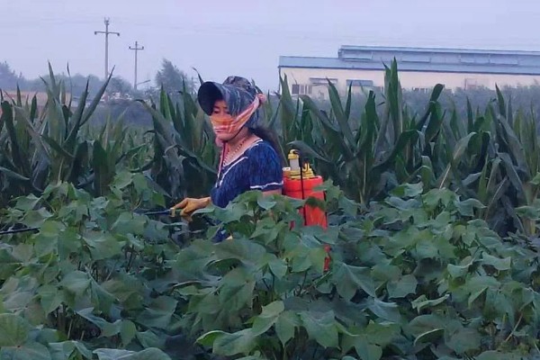 鸭跖草的防治方法，根据作物品种决定所用药物