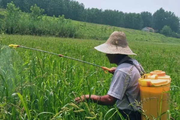 鸭跖草的防治方法，根据作物品种决定所用药物