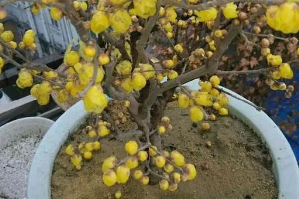 腊梅什么时候开花，在11-3月份开花