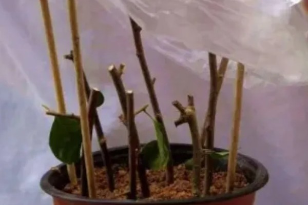 腊梅什么时候开花，在11-3月份开花