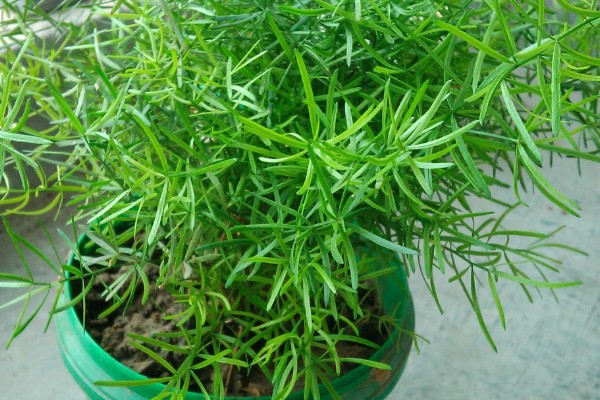 为什么天门冬不开花，可能是光照不足所致
