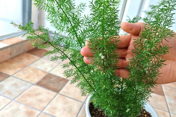为什么天门冬不开花，可能是光照不足所致