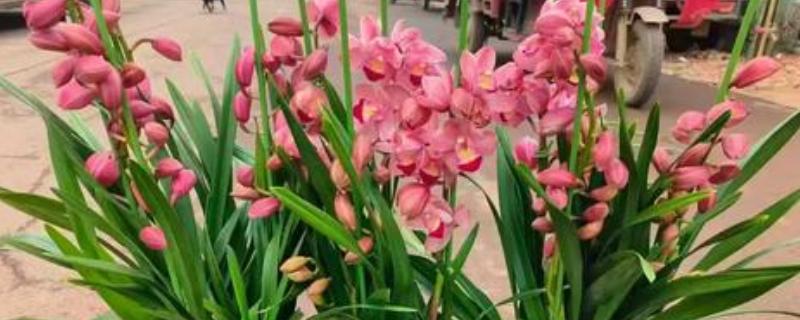 大花惠兰的换盆时间，秋季换盆对植株的伤害最小
