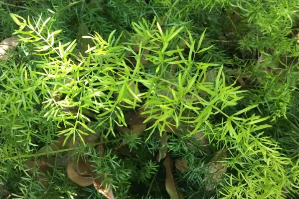 为什么天门冬不开花，可能是光照不足所致