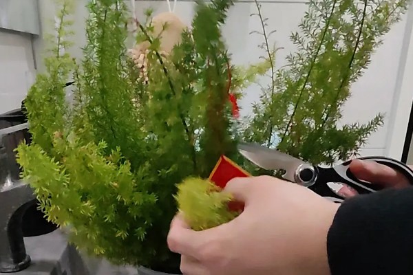 为什么天门冬不开花，可能是光照不足所致