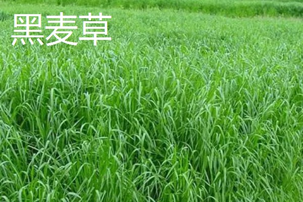 牧草的品种,常见的有黑麦草、墨西哥玉米草等