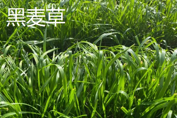 牧草的品种,常见的有黑麦草、墨西哥玉米草等