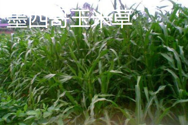 牧草的品种,常见的有黑麦草、墨西哥玉米草等