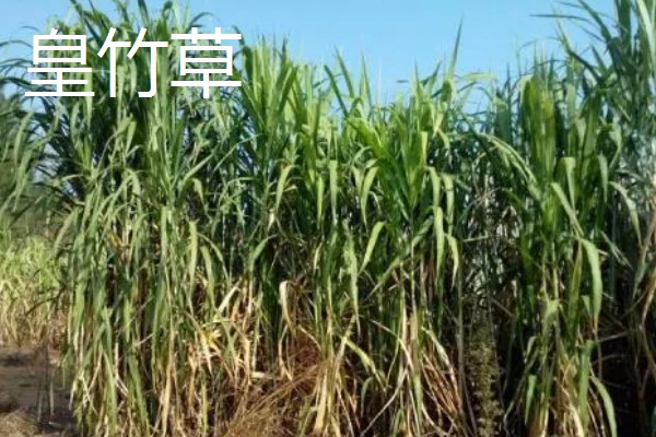 牧草的品种,常见的有黑麦草、墨西哥玉米草等