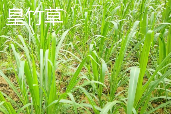 牧草的品种,常见的有黑麦草、墨西哥玉米草等