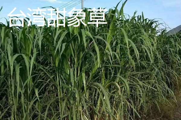 牧草的品种,常见的有黑麦草、墨西哥玉米草等