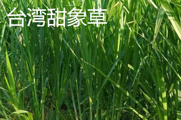 牧草的品种,常见的有黑麦草、墨西哥玉米草等