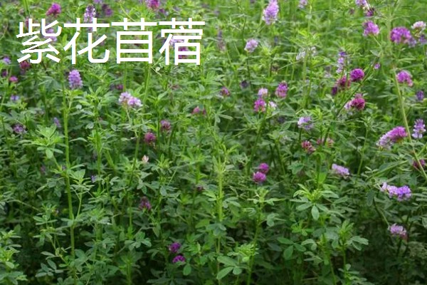 牧草的品种,常见的有黑麦草、墨西哥玉米草等