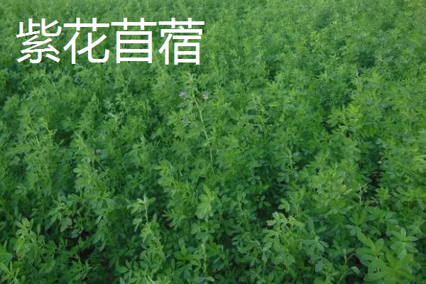 牧草的品种,常见的有黑麦草、墨西哥玉米草等