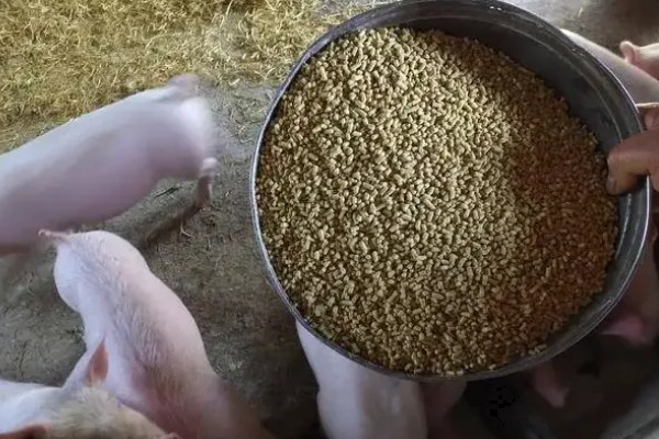 猪用黄芪多糖有什么作用，可以减少应激预防疾病