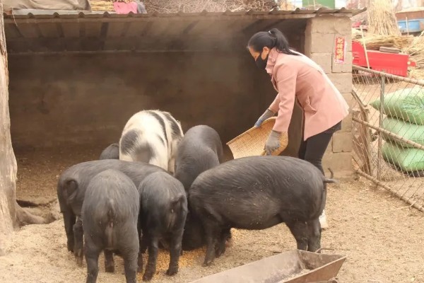 猪用黄芪多糖有什么作用，可以减少应激预防疾病