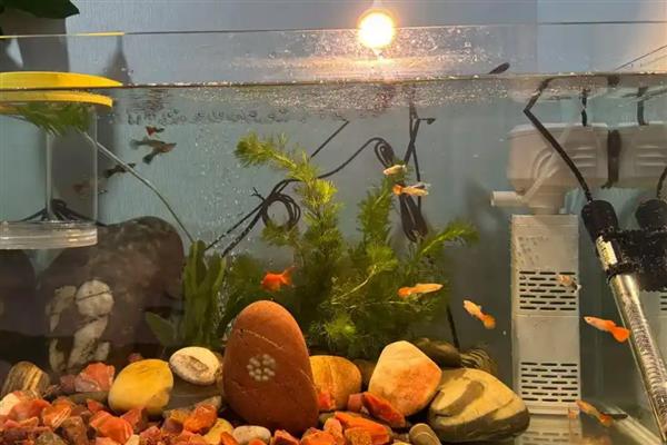 孔雀鱼死胎的原因及处理方法,可能是水质不适应所致
