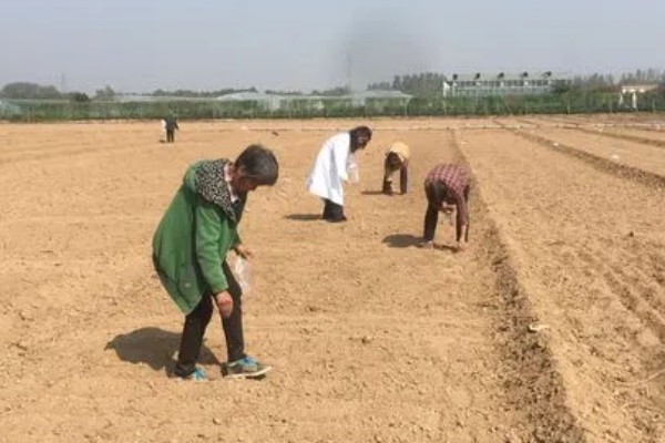 玄参怎么种植,开花后把盛开的花蕾剪除