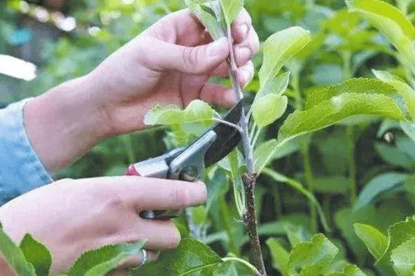 玄参怎么种植,开花后把盛开的花蕾剪除