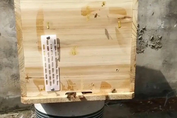 怎么给蜜蜂换王，以下三种方法均可采取