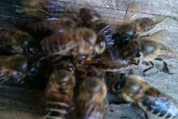 怎么给蜜蜂换王，以下三种方法均可采取