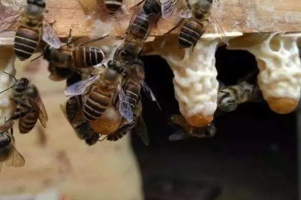 怎么给蜜蜂换王，以下三种方法均可采取
