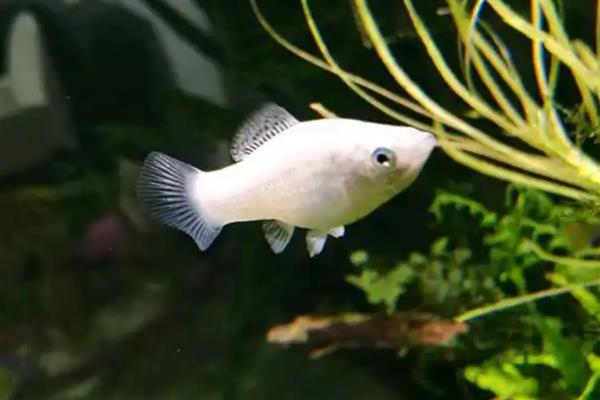 玛丽鱼能长多大,要看饲养的空间和环境