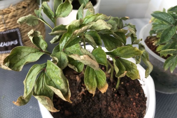 芍药的叶片冬季会不会枯萎,入冬后叶片会逐渐枯萎凋落