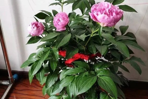 芍药的叶片冬季会不会枯萎,入冬后叶片会逐渐枯萎凋落