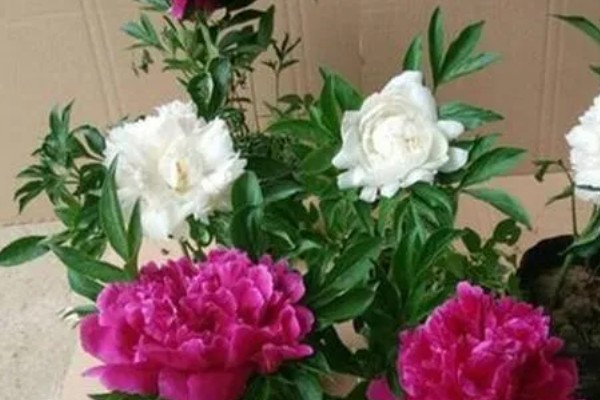 芍药的叶片冬季会不会枯萎,入冬后叶片会逐渐枯萎凋落